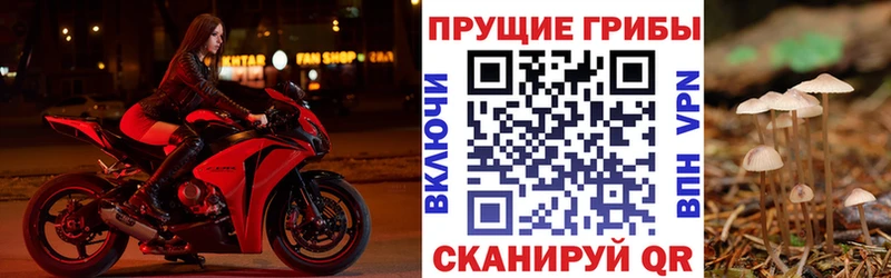 Псилоцибиновые грибы Cubensis  Красный Кут 